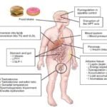 androgenos y su relacion con el sindrome metabolico