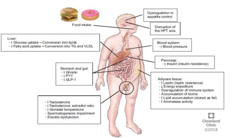 Andrógenos y su relación con el síndrome metabólico 1 androgenos y su relacion con el sindrome metabolico