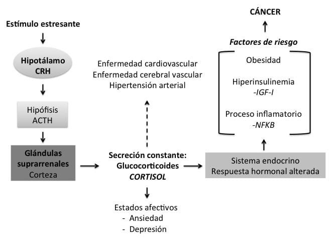 ansiedad y su relacion con el eje hormonal explicacion y analisis