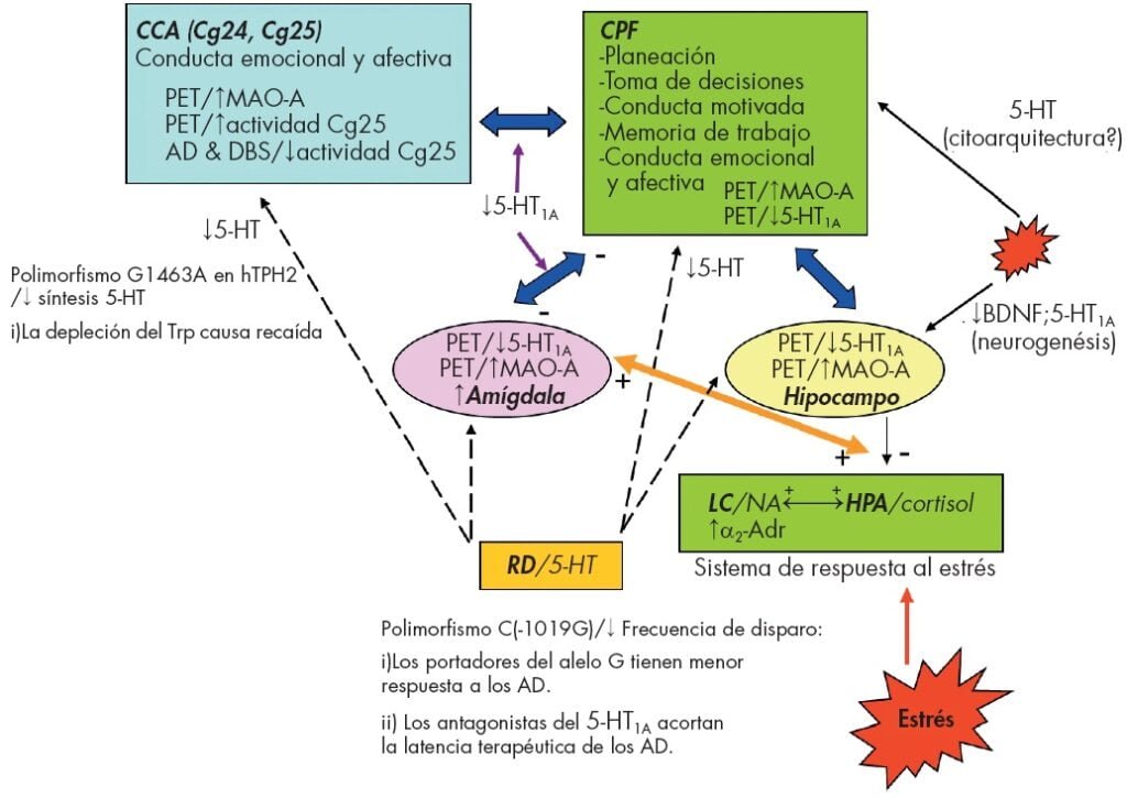 aspectos de la neurobiologia relacionados con la hipoactividad