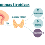 Aspectos hormonales relevantes en la tirotóxicosis