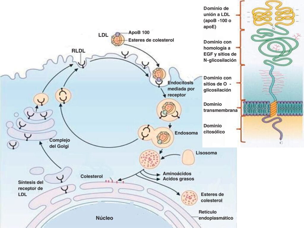 Biomarcadores hormonales: definición y significado explicados 1 biomarcadores hormonales definicion y significado explicados