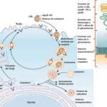 Biomarcadores hormonales: definición y significado explicados