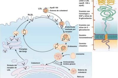 biomarcadores hormonales definicion y significado explicados