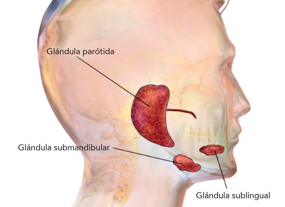 biopsia de glandula que es su proposito y todo lo necesario