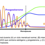 Cambios en los niveles de estrógenos tras la menopausia