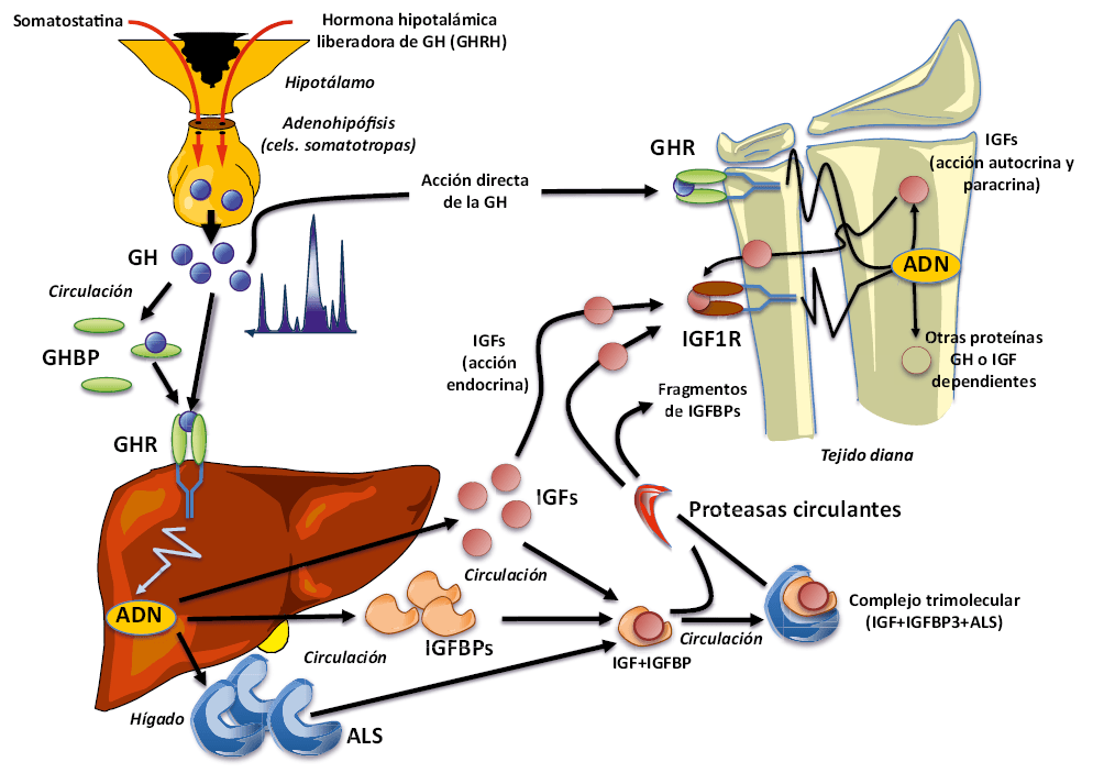 Causas y efectos del crecimiento hormonal anormal en la salud 1 causas y efectos del crecimiento hormonal anormal en la salud