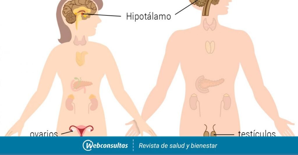 causas y sintomas del hipogonadismo en hombres y mujeres