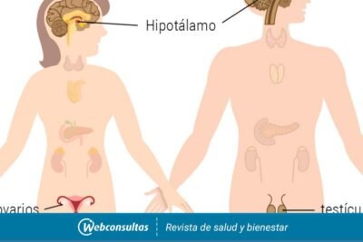 causas y sintomas del hipogonadismo en hombres y mujeres