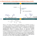 choclo biosinteticos su relacion con las hormonas explicada