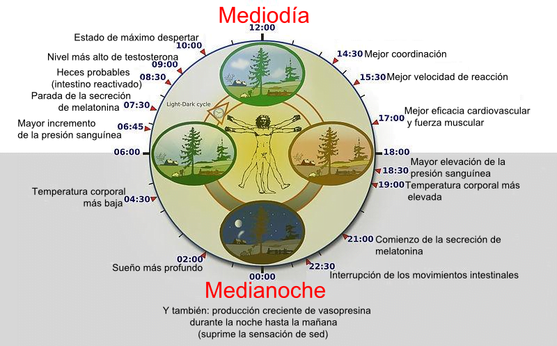 ciclo circadiano y su relacion con las hormonas