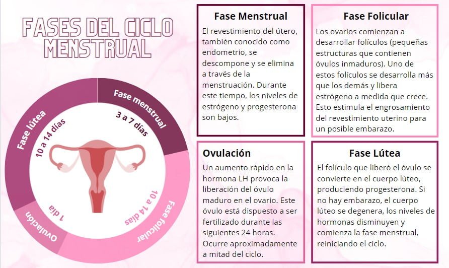 ciclo de vida reproductiva etapas definicion e importancia