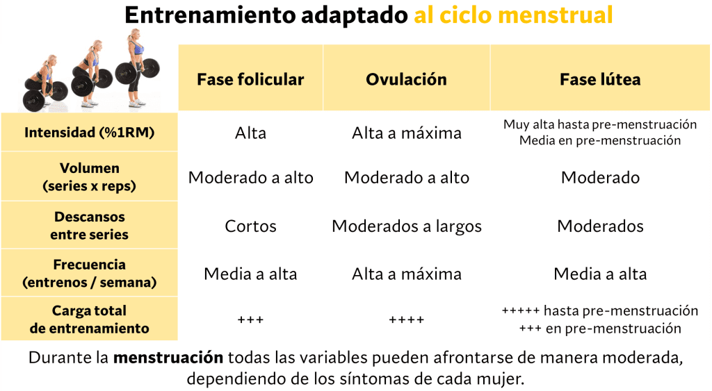 ciclo del estrogeno influencia y significado en la vida diaria