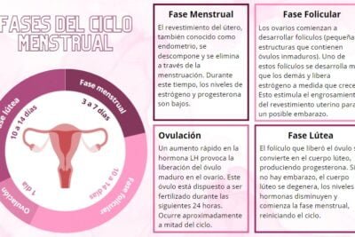 ciclo menstrual definicion fases e importancia explicada