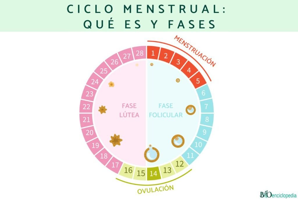 ciclo menstrual tipico fases y lo que sucede en cada una