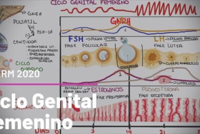 ciclo ovarico y su relacion con el eje hormonal explicado