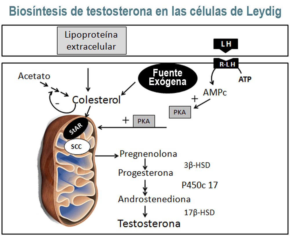 ciencia y testosterona impacto en la salud mental