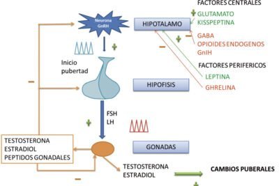 claves del metabolismo en la adolescencia que debes conocer