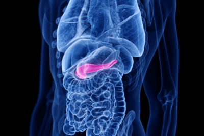 colecistoquinina papel clave en el sistema digestivo humano