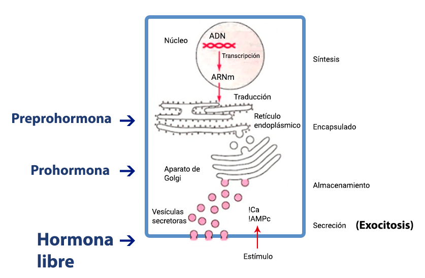 como actuan las hormonas peptidicas en el cuerpo