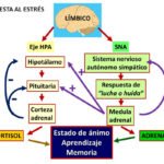 como afecta el cortisol a los ninos y adolescentes