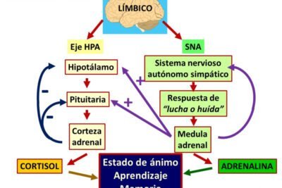 como afecta el cortisol a los ninos y adolescentes