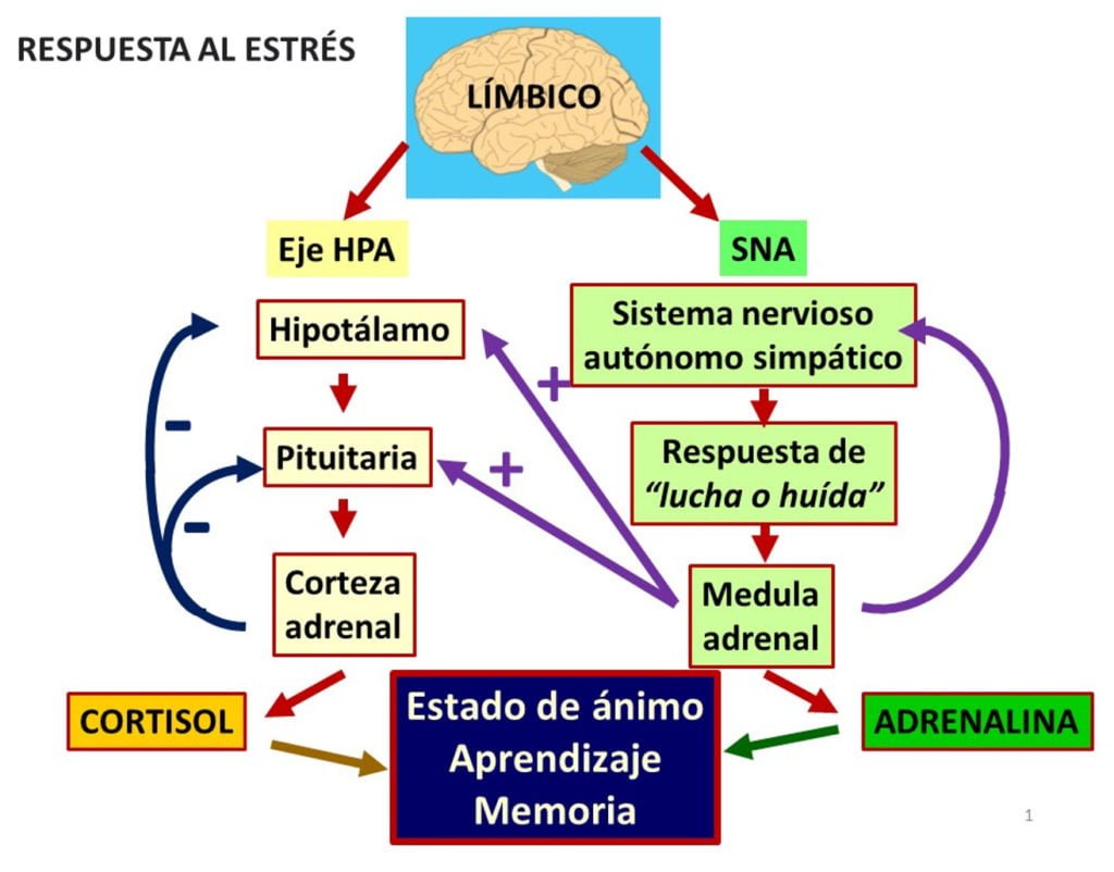 como afecta el cortisol a los ninos y adolescentes