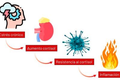 como afecta el cortisol la composicion corporal