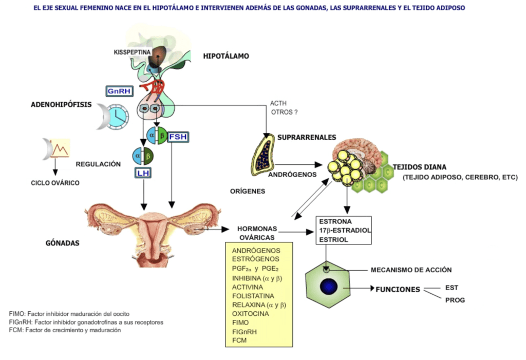 como afecta el embarazo a las hormonas y al eje hormonal