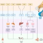 como afecta el estres a la produccion de androgenos