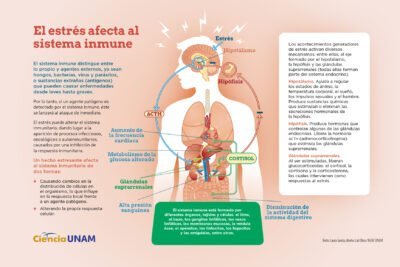 como afecta el estres al sistema neuroendocrino