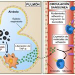 como afecta la contaminacion ambiental al metabolismo