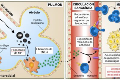 como afecta la contaminacion ambiental al metabolismo