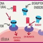 Cómo afecta la exposición a los disruptores endocrinos;