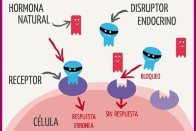 como afecta la exposicion a los disruptores endocrinos