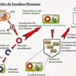 como afecta la genetica a la produccion de insulina