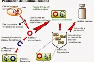 como afecta la genetica a la produccion de insulina