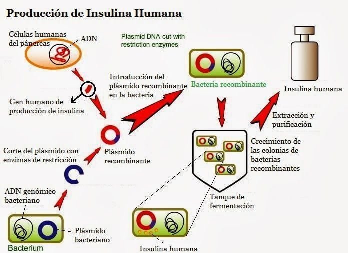 Cómo afecta la genética a la producción de insulina 1 como afecta la genetica a la produccion de insulina