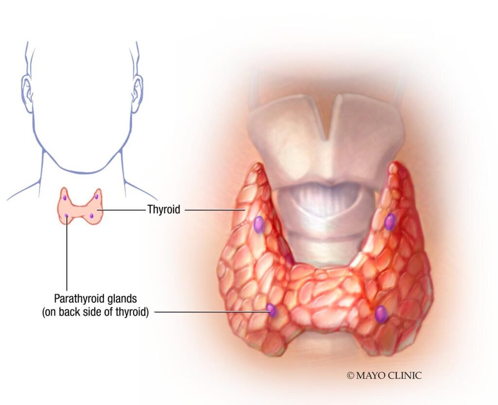 como afecta la hipoactividad al sistema endocrino