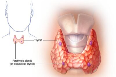 como afecta la hipoactividad al sistema endocrino