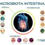 como afecta la microbiota intestinal al metabolismo