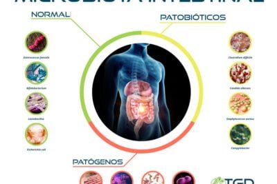 como afecta la microbiota intestinal al metabolismo