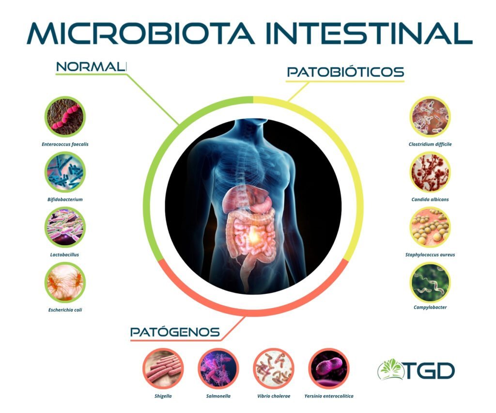 como afecta la microbiota intestinal al metabolismo