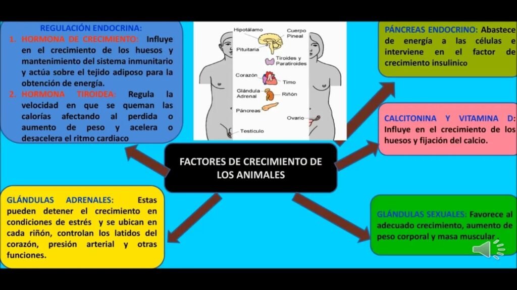 Cómo afectan las glándulas al crecimiento y desarrollo 1 como afectan las glandulas al crecimiento y desarrollo