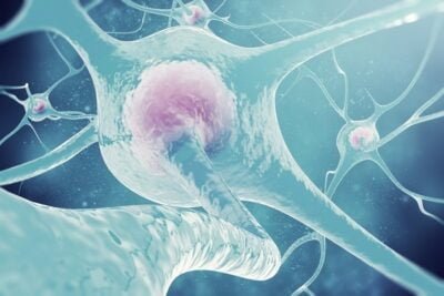 como afectan las hormonas a la generacion de energia