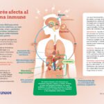 Cómo afectan las hormonas al sistema inmunológico