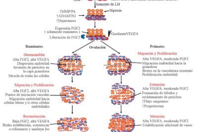 como afectan las hormonas peptidicas a la fertilidad