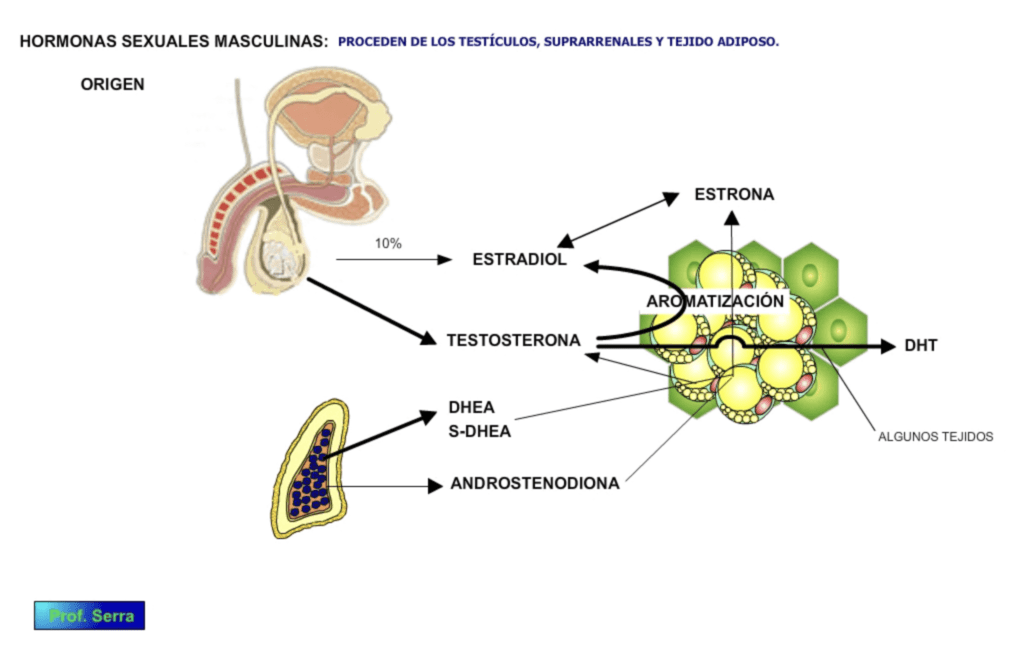 como afectan los androgenos a la funcion adrenal