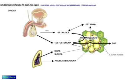 como afectan los androgenos a la funcion adrenal