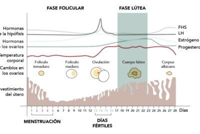 como afectan los androgenos al ciclo menstrual